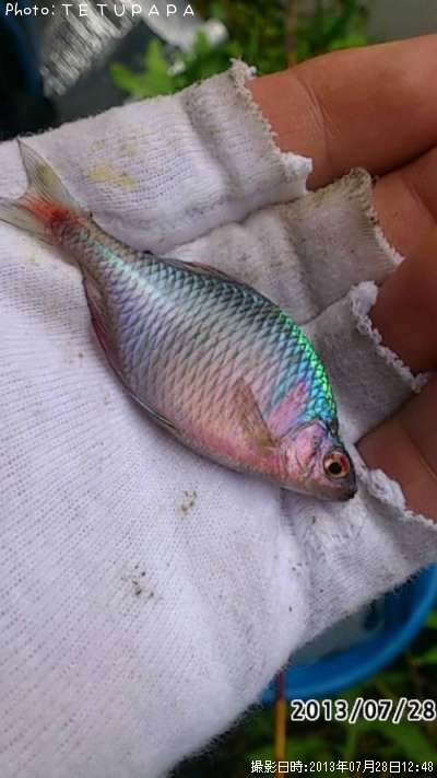 ��Φ�Х饿�ʥ�