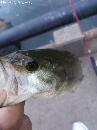 �֥�å��Х�