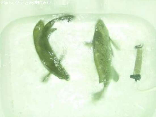 �����᥸��