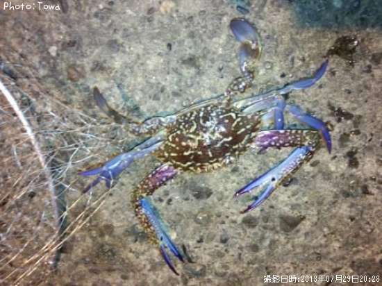 ������󥬥���