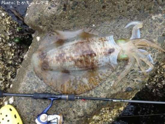 �����ꥤ��