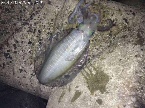 �����ꥤ��