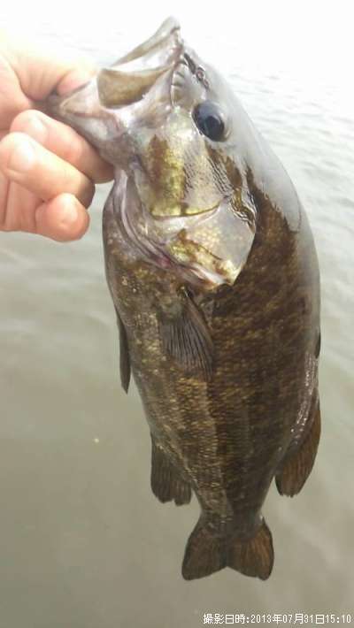 ���⡼��ޥ����Х�