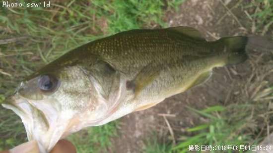 �֥�å��Х�