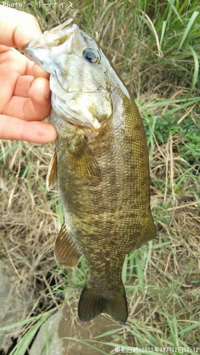 ���⡼��ޥ����Х�