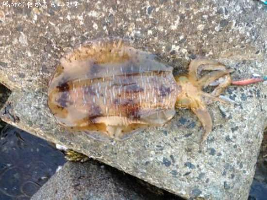 �����ꥤ��