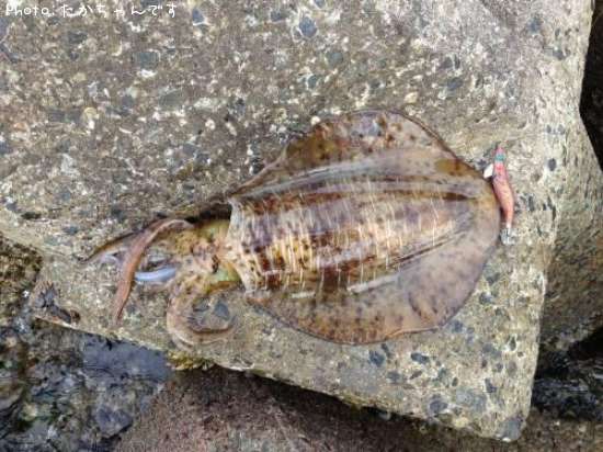 �����ꥤ��