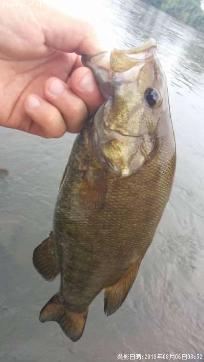 ���⡼��ޥ����Х�