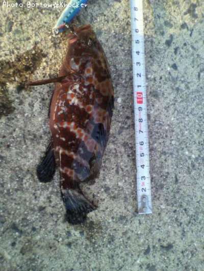 �����ϥ�