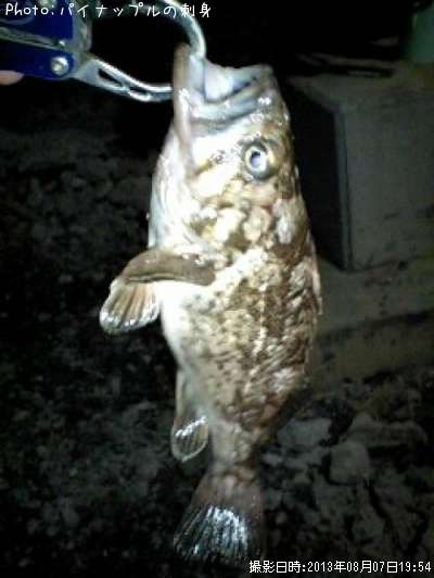 �٥å�������