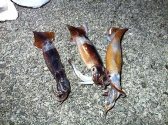 ����ᥤ��