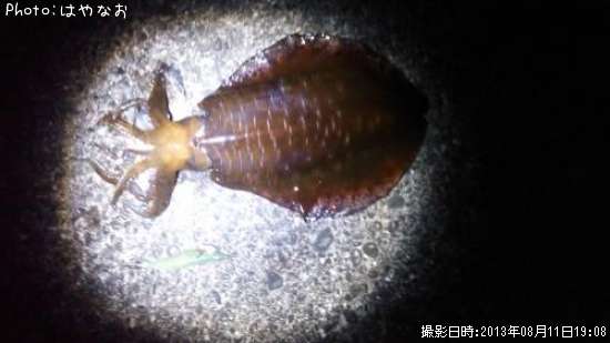 �����ꥤ��