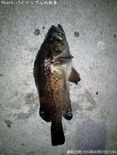 �٥å�������