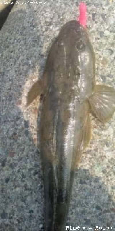 �ޥ���