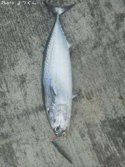 �ҥ饽����