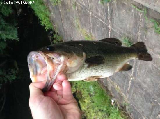 �֥�å��Х�