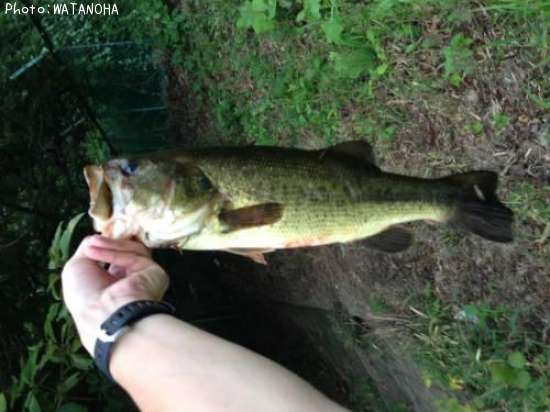 �֥�å��Х�