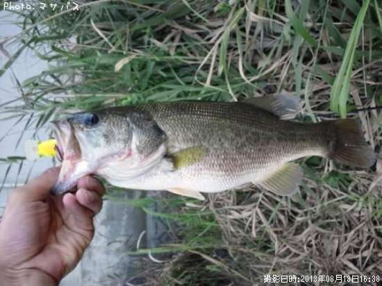 �֥�å��Х�