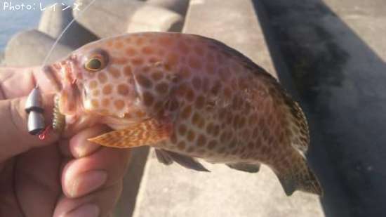 �����ϥ�