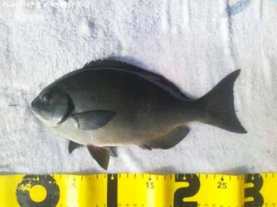 ��Ĺ�᥸��