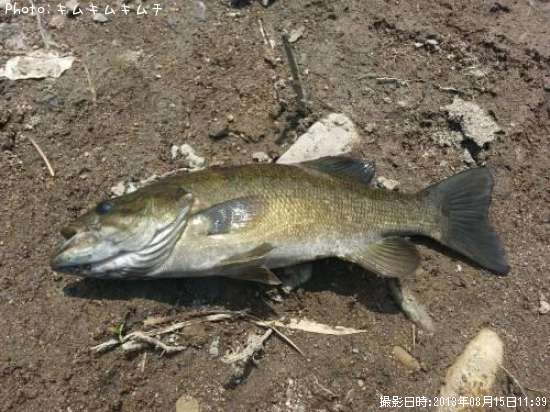 ���⡼��ޥ����Х�