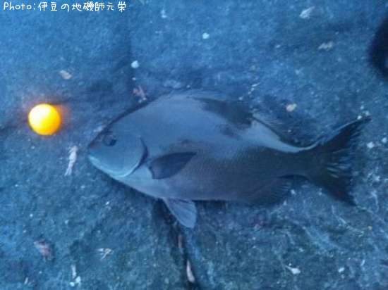 ��Ĺ�᥸��