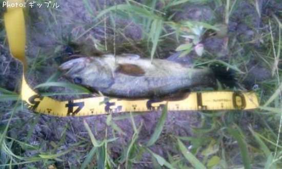 �֥�å��Х�