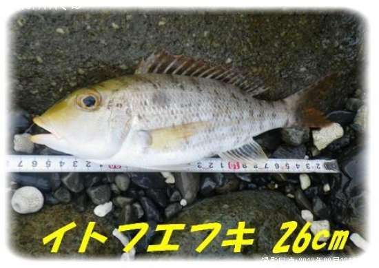 ���ȥե��ե�