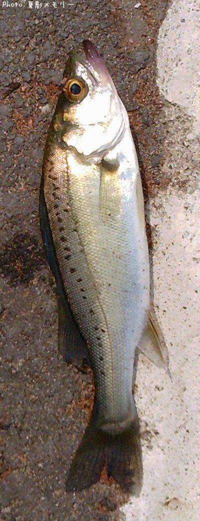 �����Х�