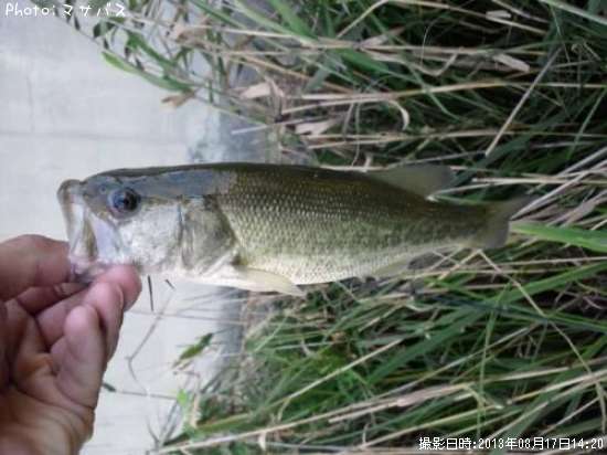 �֥�å��Х�