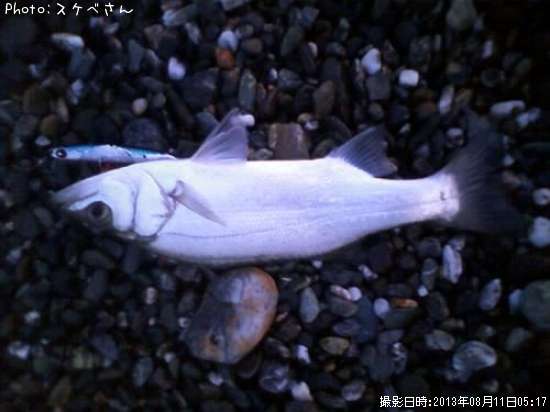 �ҥ饻����