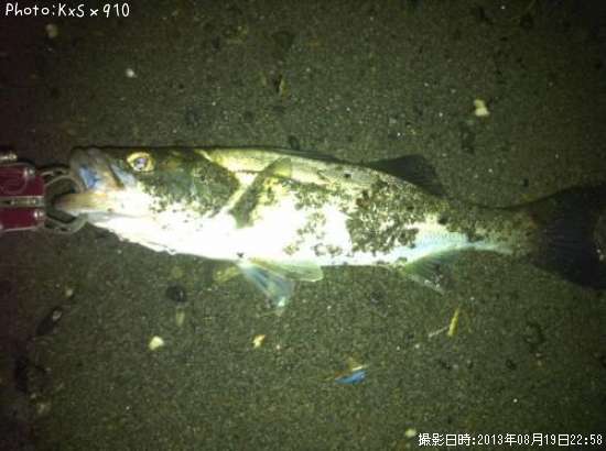 �����Х�