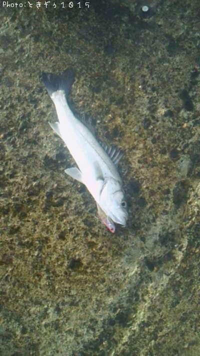 �����Х�