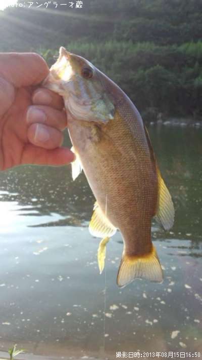 ���⡼��ޥ����Х�