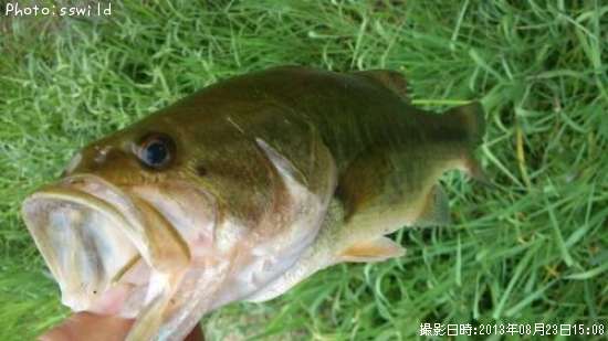 �֥�å��Х�