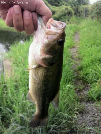 �֥�å��Х�