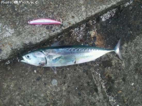 ���������ĥ�