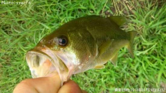 �֥�å��Х�