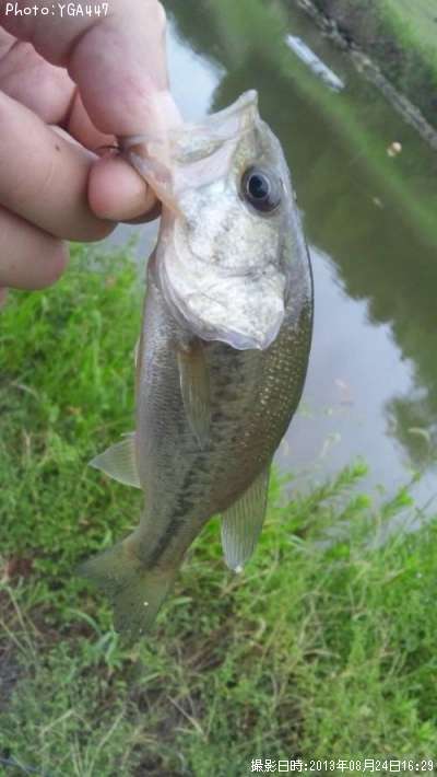 �֥�å��Х�