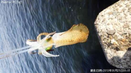 �����ꥤ��