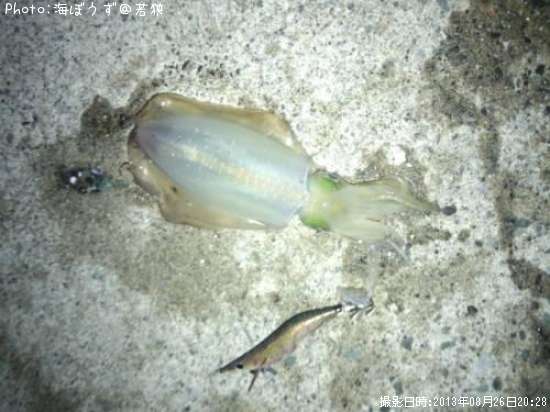 �����ꥤ��