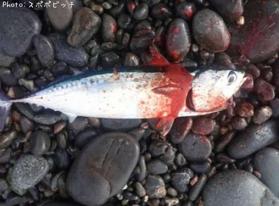 �ޥ륽����