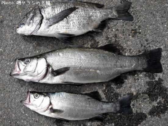 �ҥ饹����������