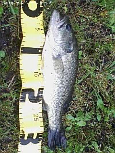 �֥�å��Х�