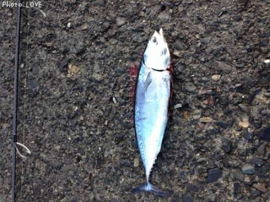 ���������ĥ�