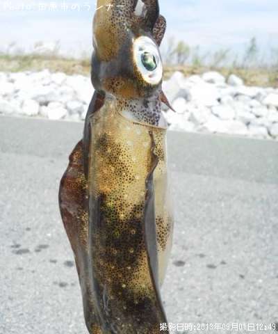 �����ꥤ��