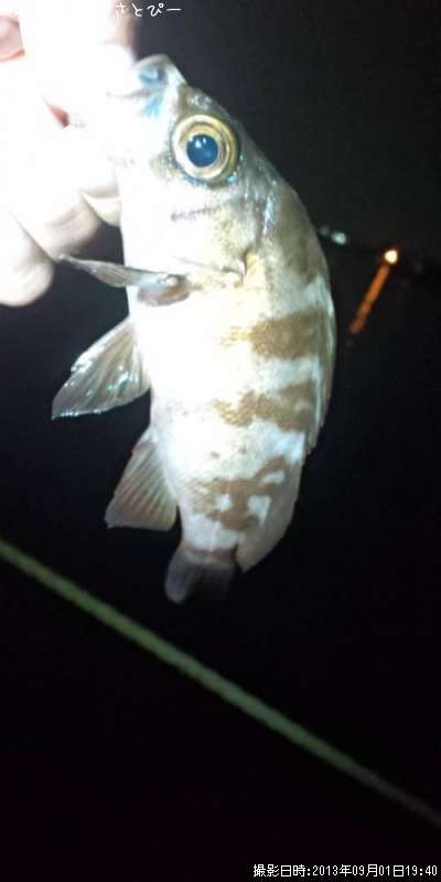 ���ꥢ��Х�