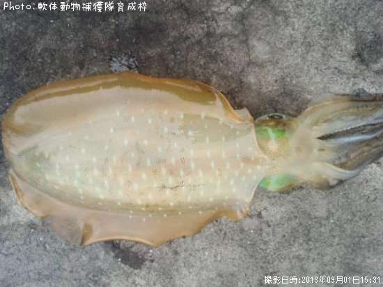 �����ꥤ��