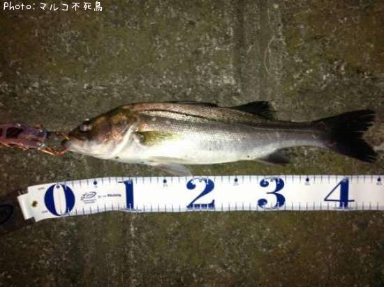 �����Х�