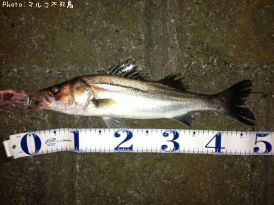 �����Х�